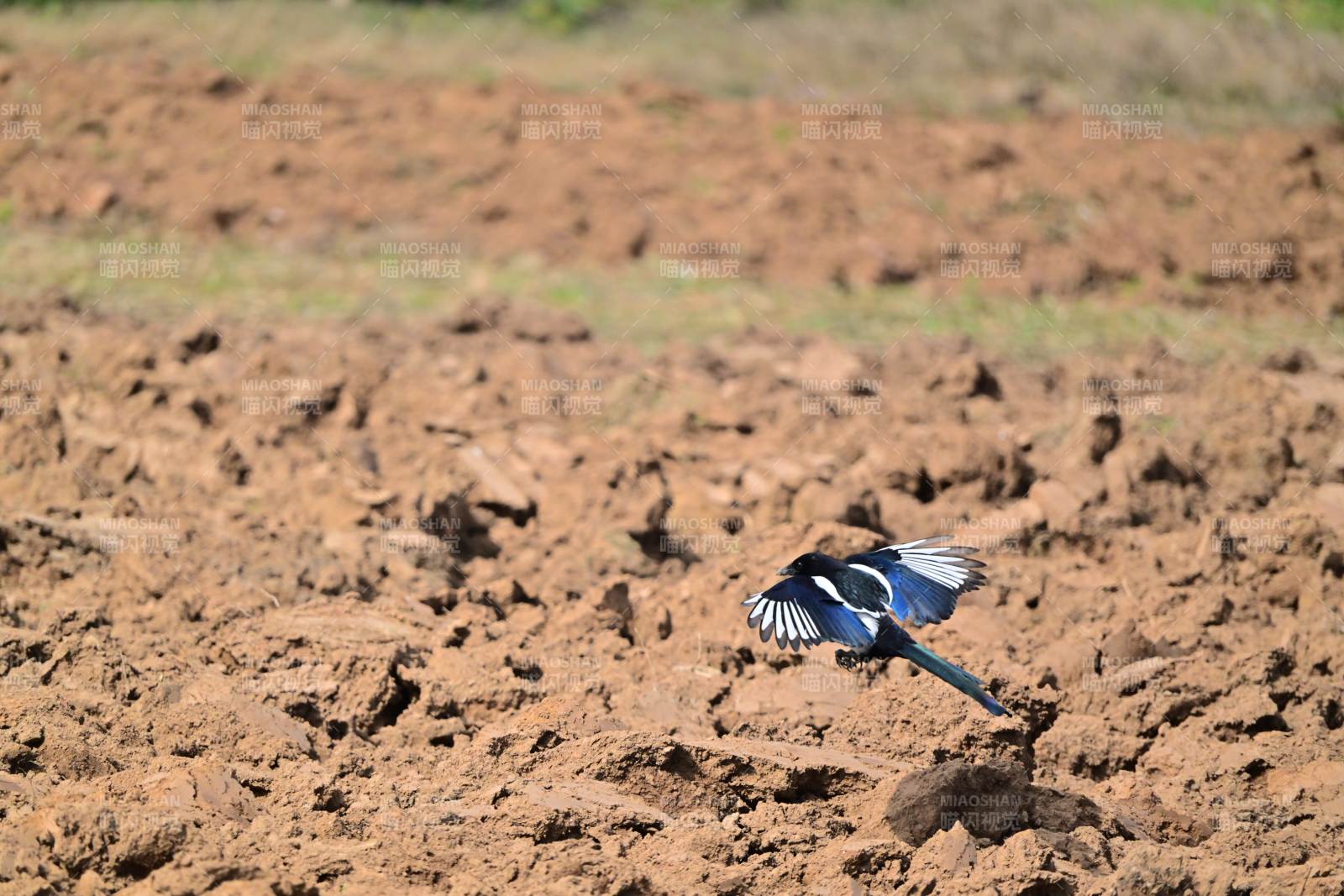 喜鹊展翅飞翔图片