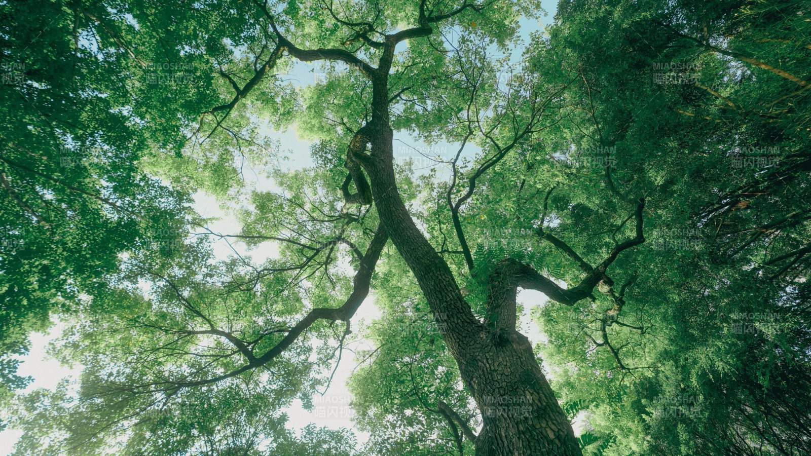 仰望绿树成荫图片