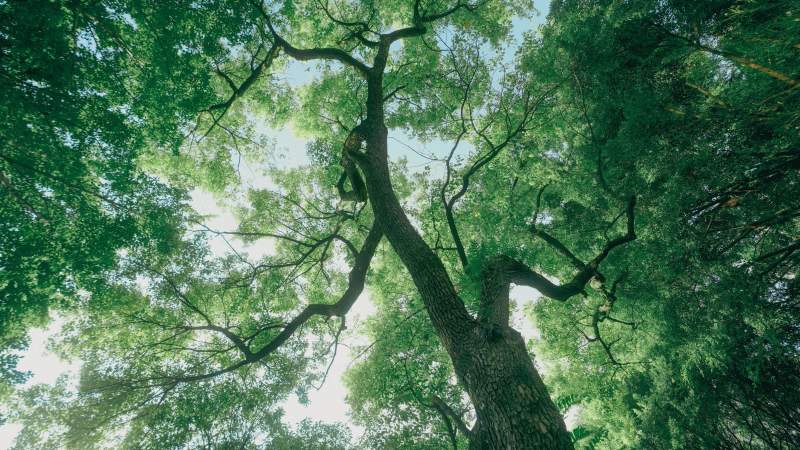 仰望绿树成荫图片