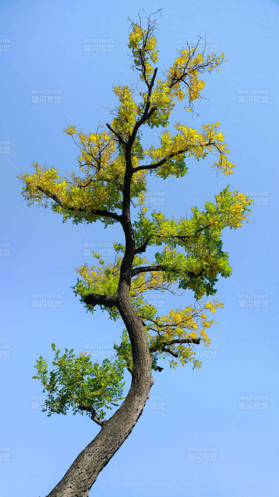 孤树迎风展绿黄图片