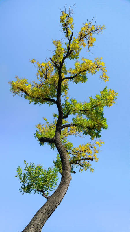 孤树迎风展绿黄图片