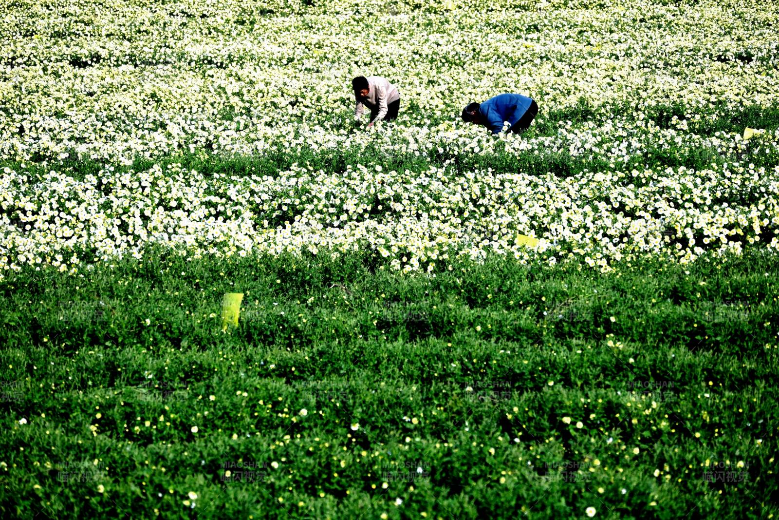 摘杭白菊时候图片