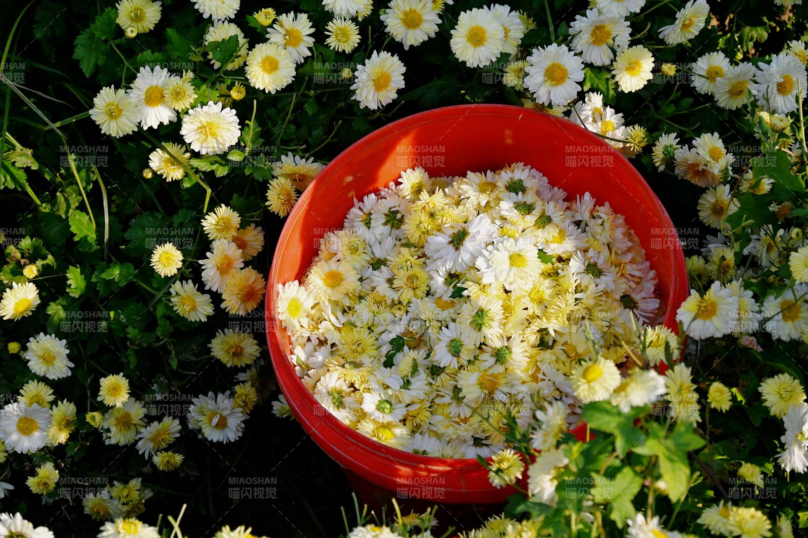 采撷雏菊满盆香图片