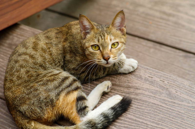虎斑猫静卧木板上图片