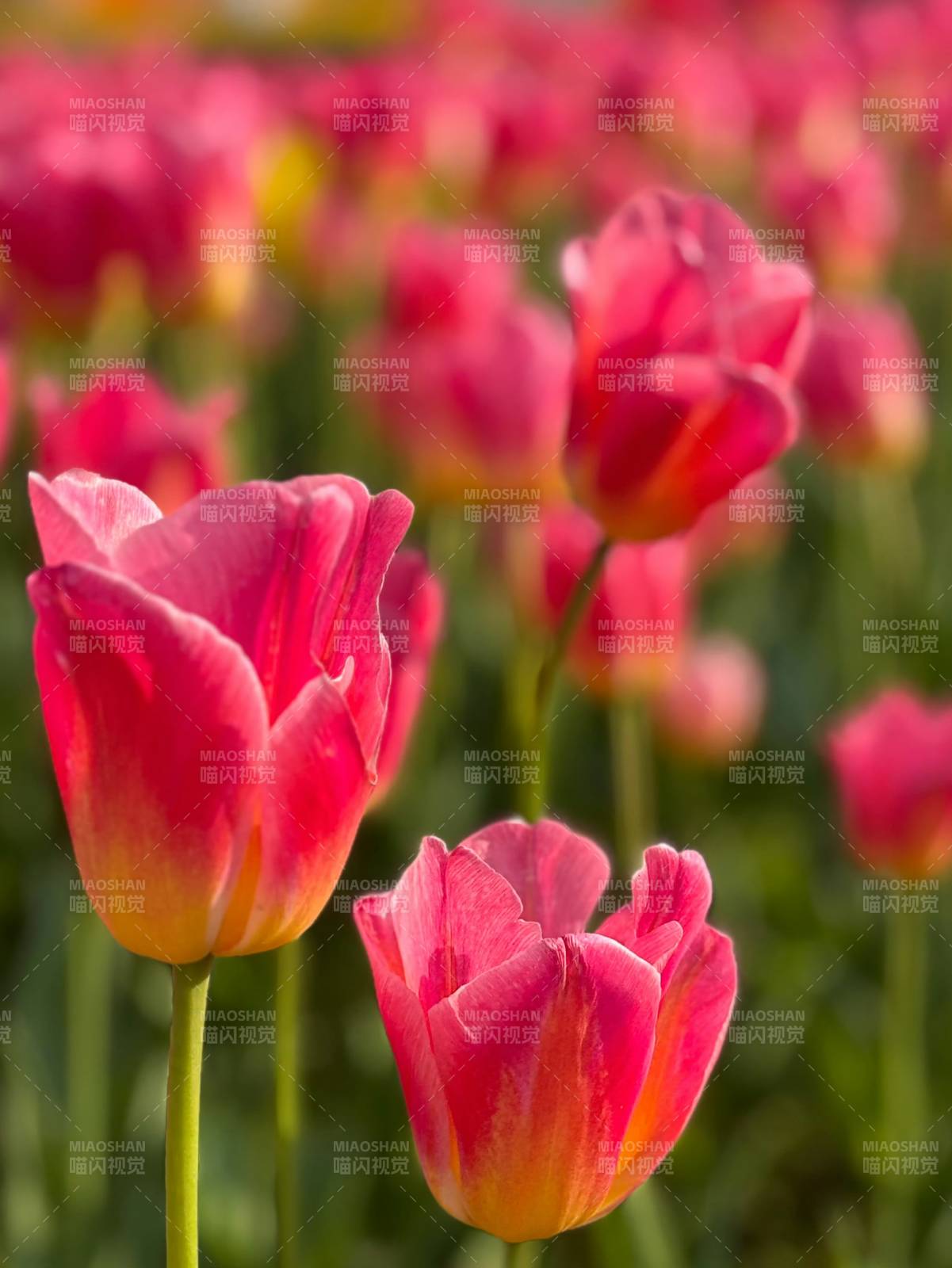 粉红郁金香绽放图片