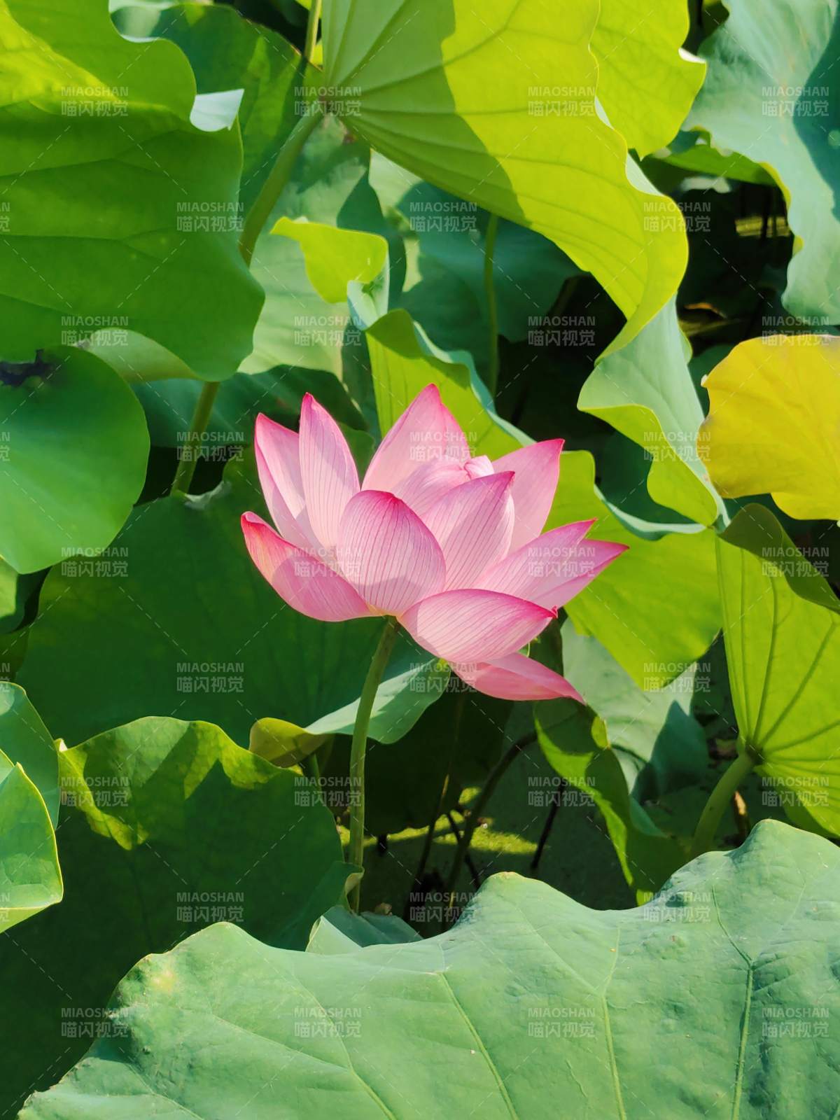 粉莲映绿叶图片
