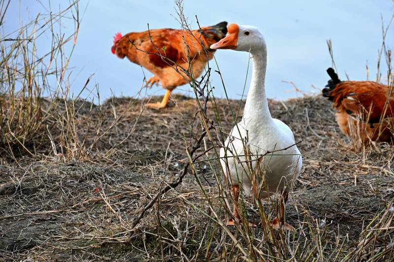 鸡鹅共处田园图片