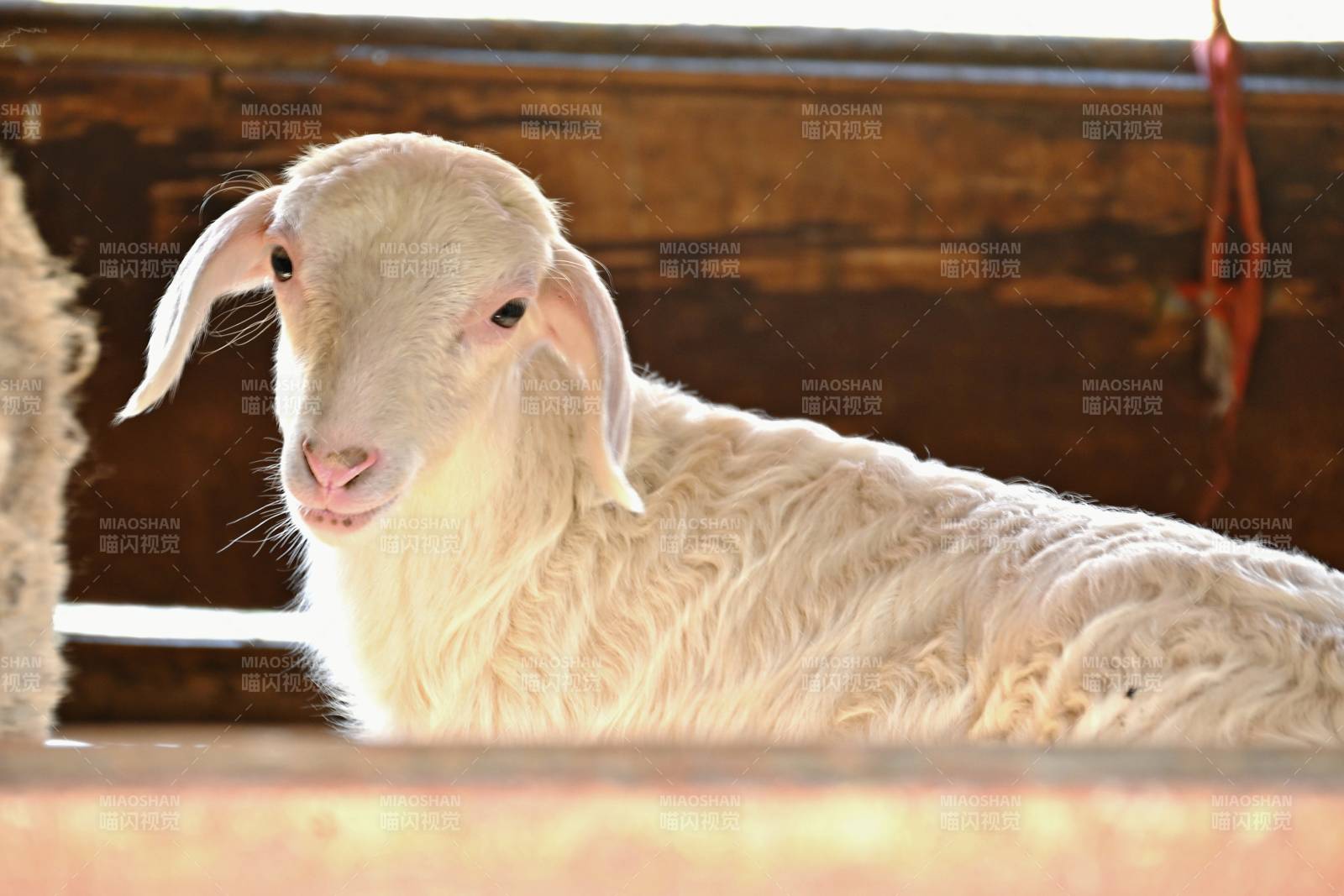 温顺的小羊羔图片