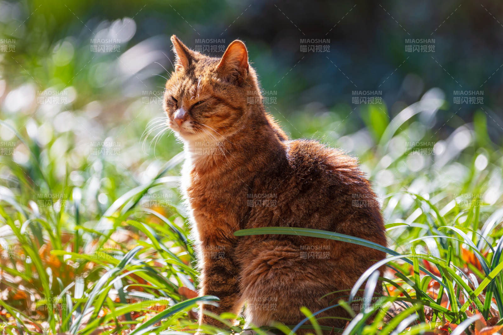 阳光下的橙猫图片