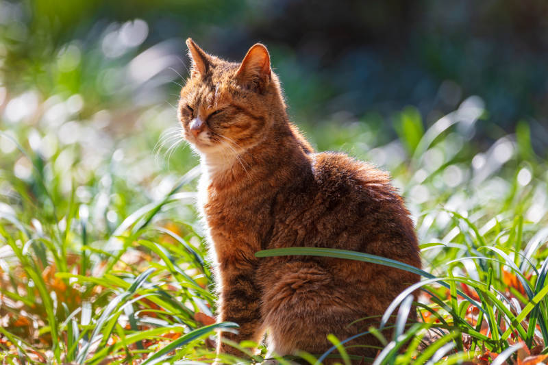 阳光下的橙猫图片