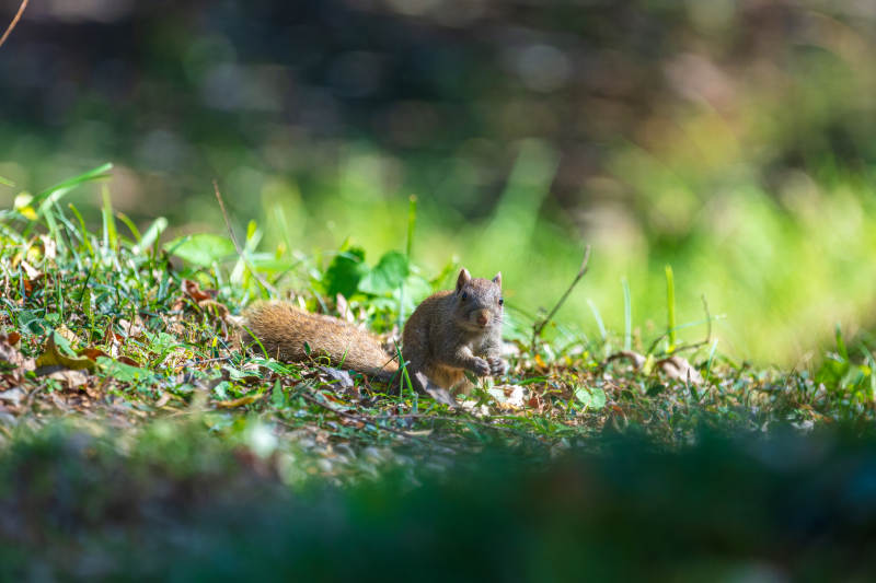 小松鼠在草地上图片