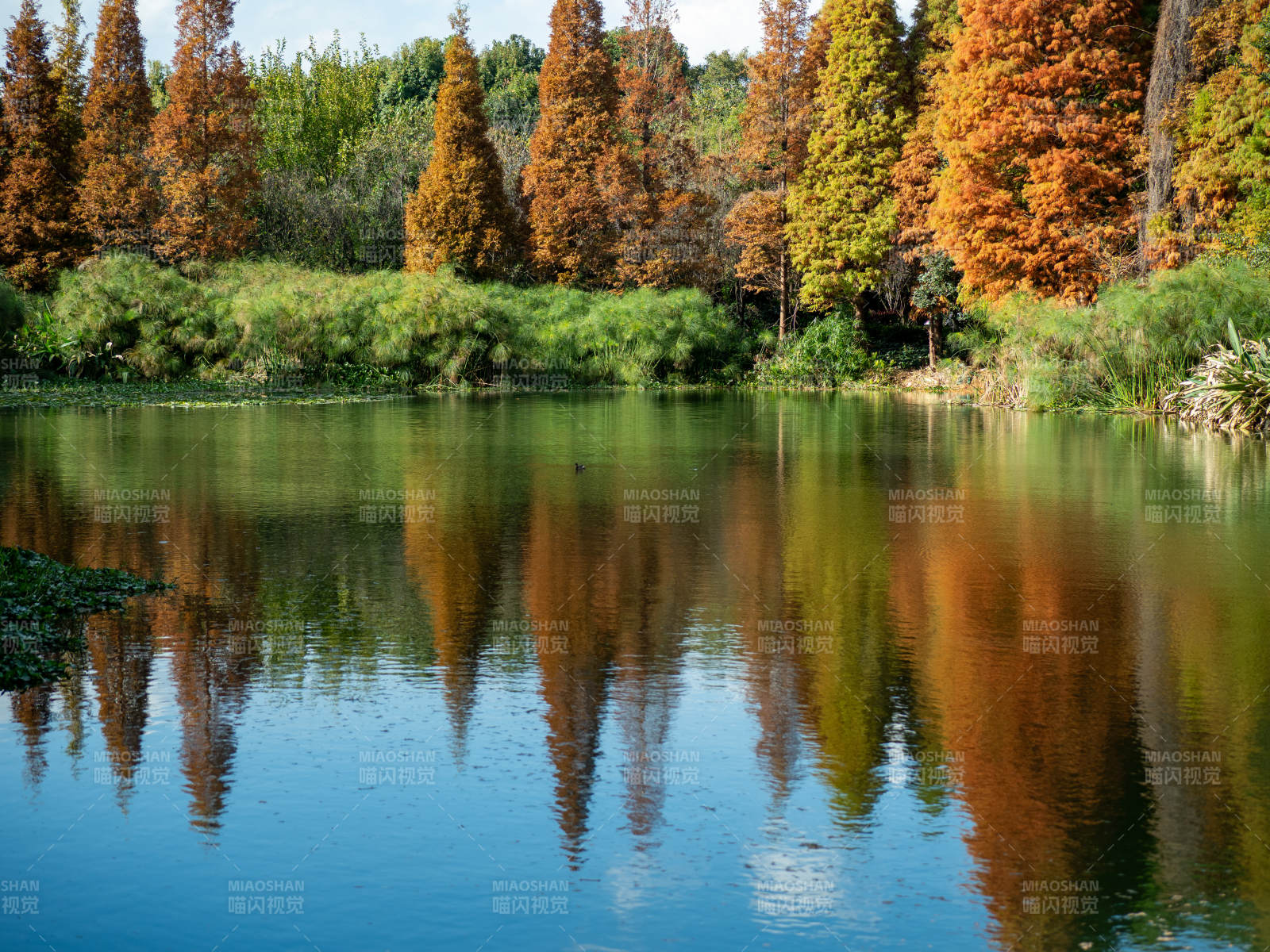 昆明海洪湿地公园的秋日美景图片