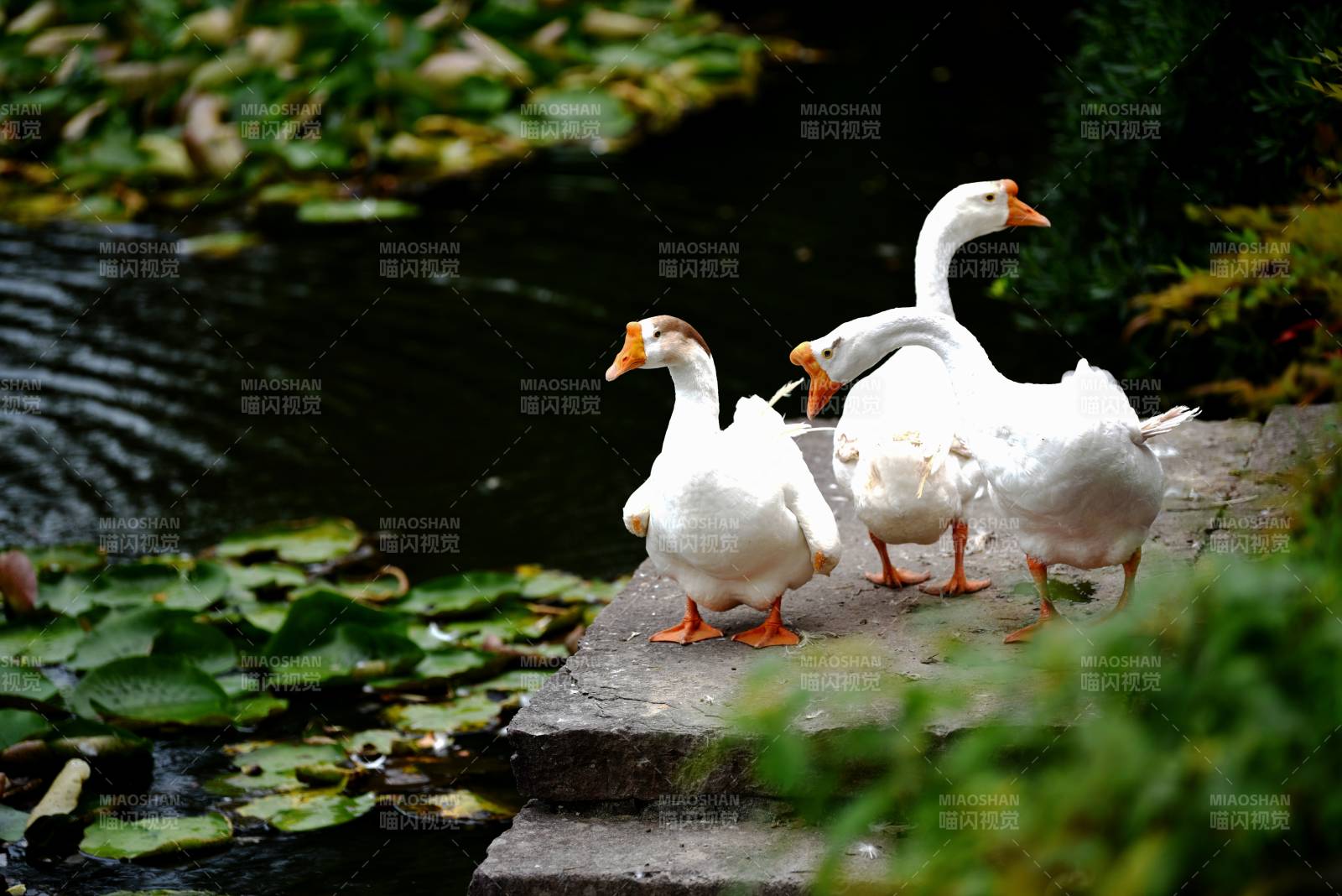 白鹅池边悠然行图片