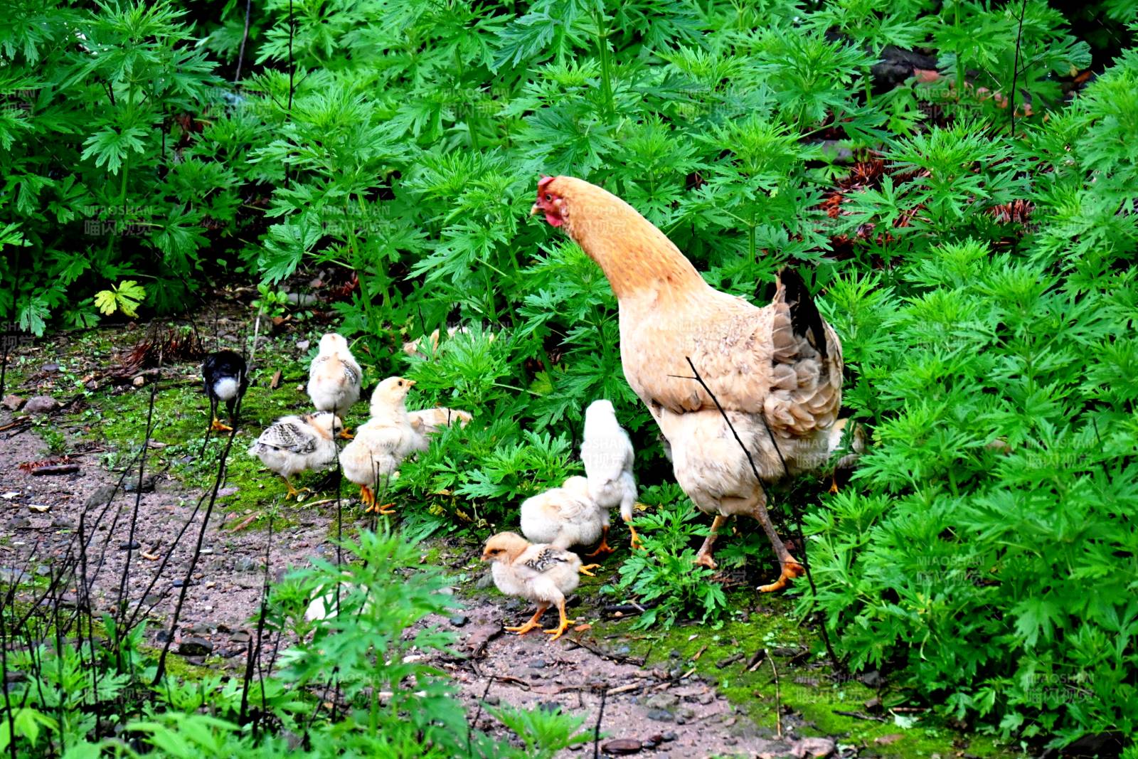 母鸡带小鸡觅食图片