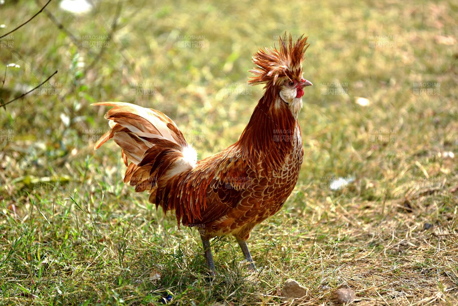 雄鸡立草丛图片