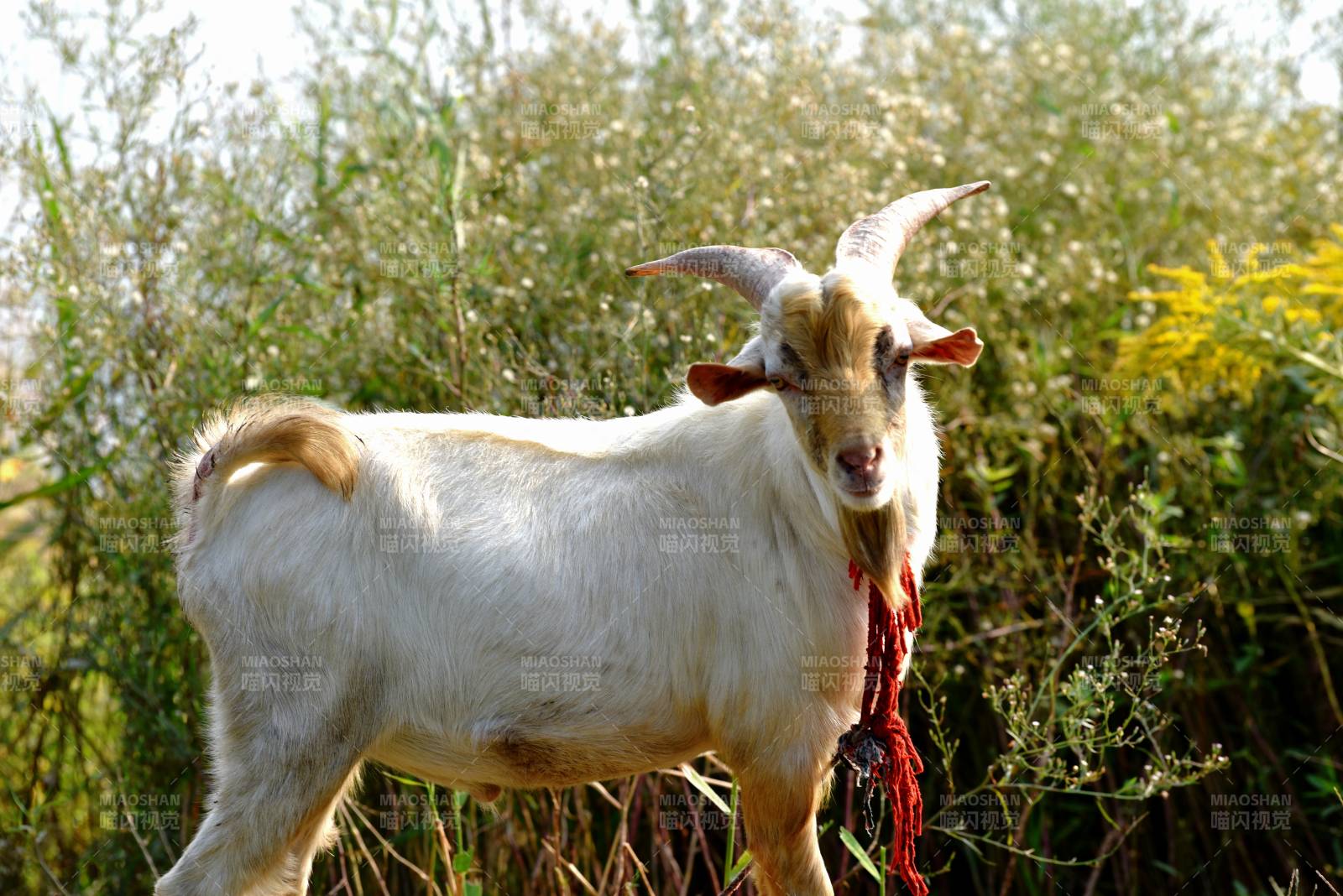 白山羊在草丛中图片