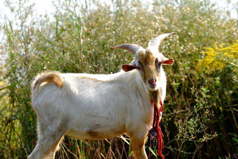 白山羊在草丛中图片