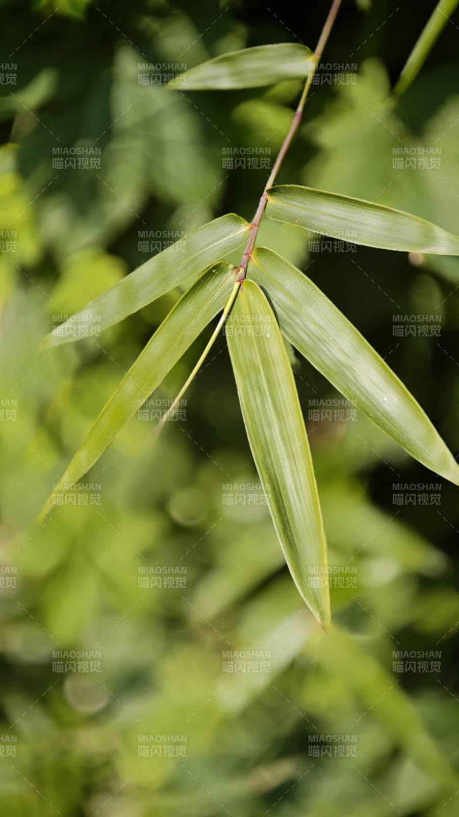 竹叶轻垂绿意浓图片