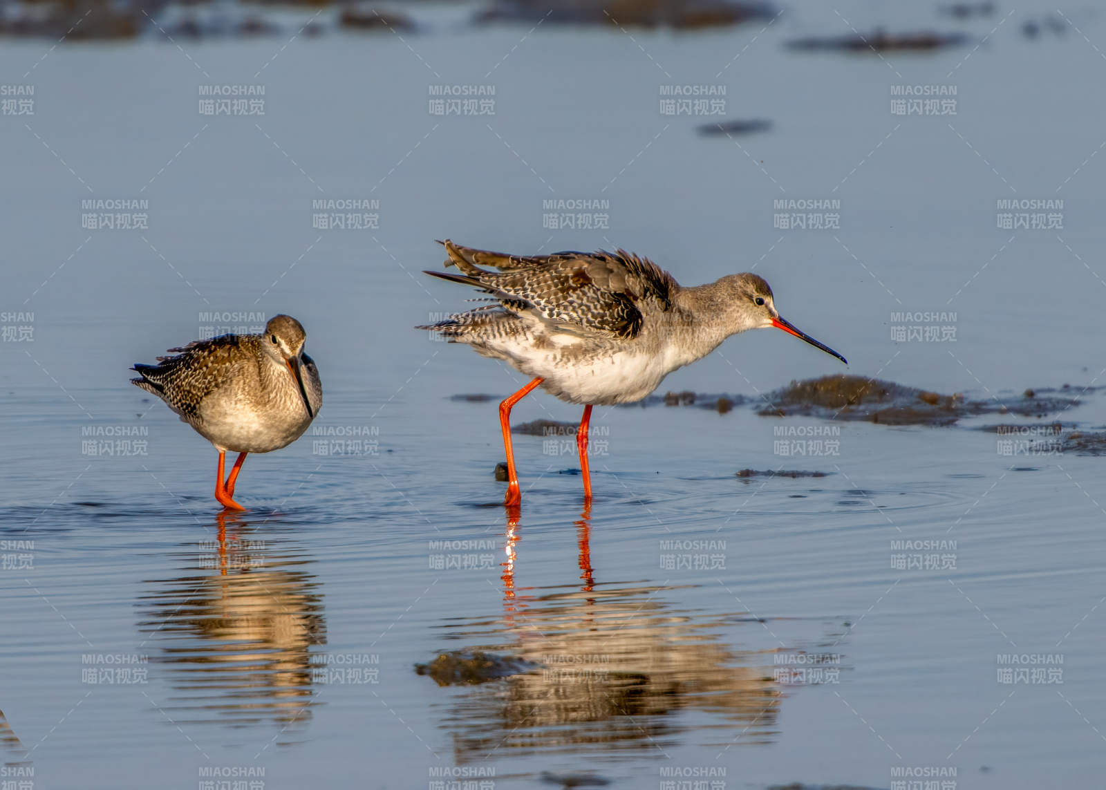 红脚鹬水边觅食图片