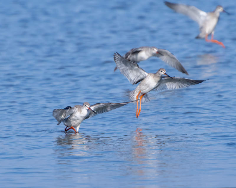 水鸟飞翔湖面图片