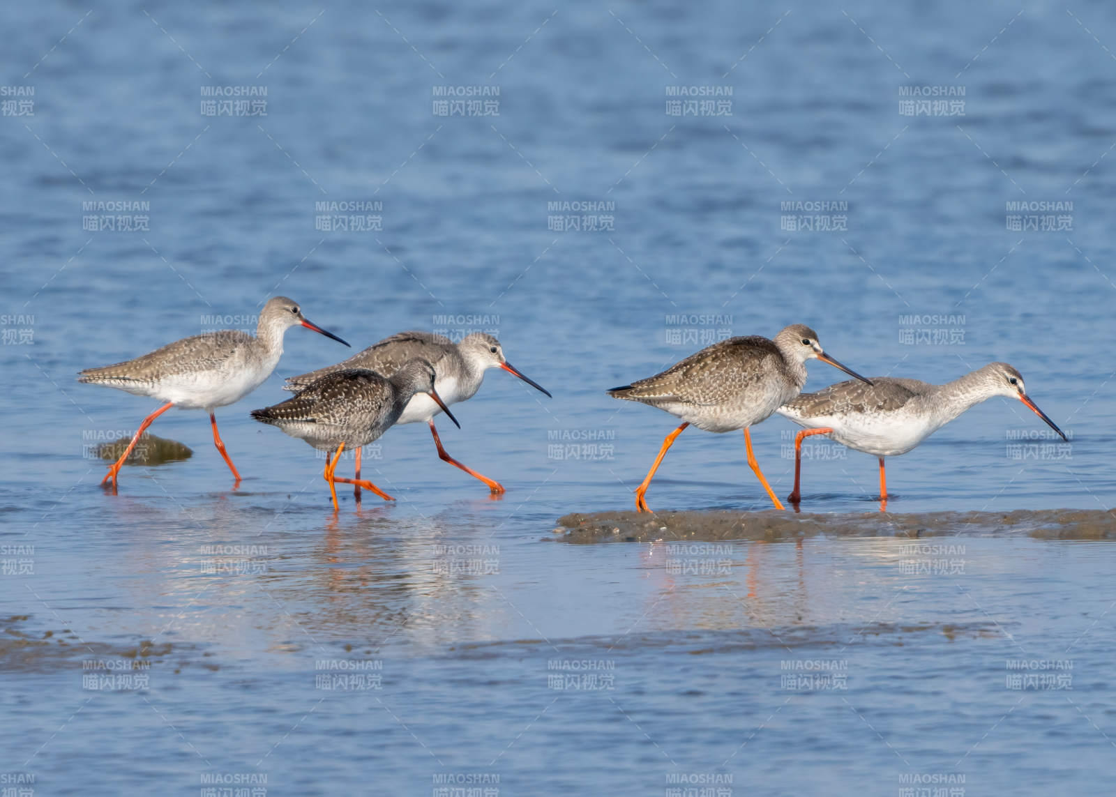 红脚鹬群行水边图片