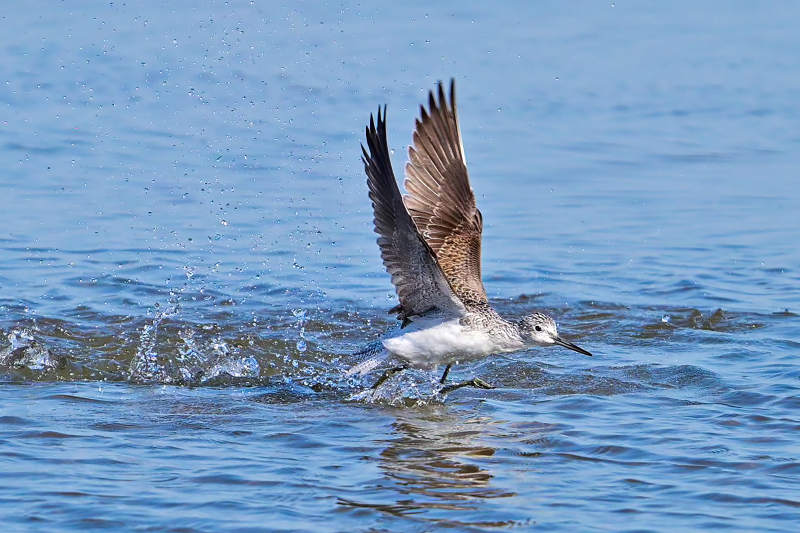 水鸟振翅掠过水面图片