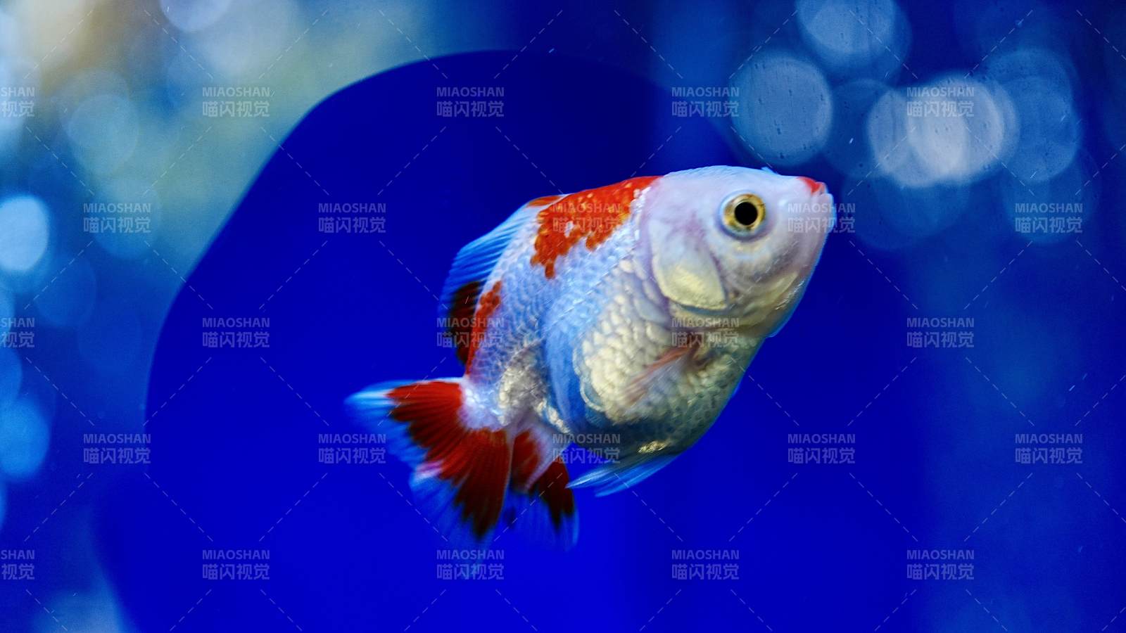 红白锦鲤游动图片