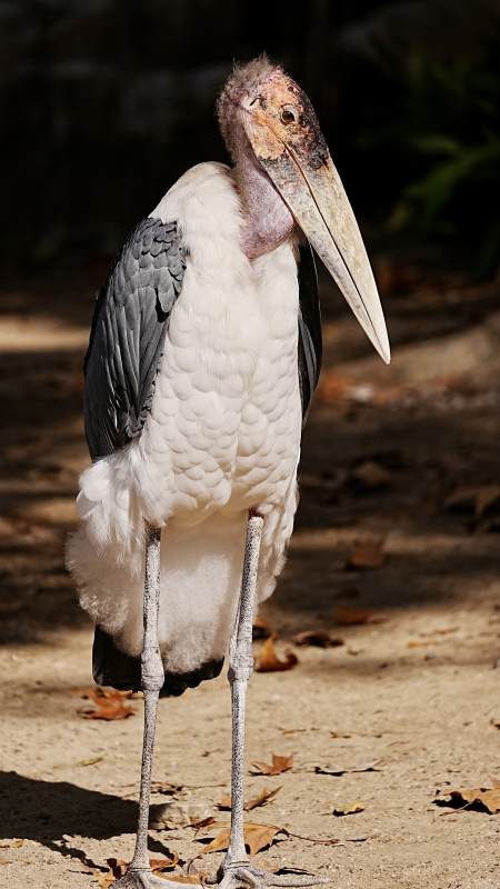 秃鹳站立沙地图片