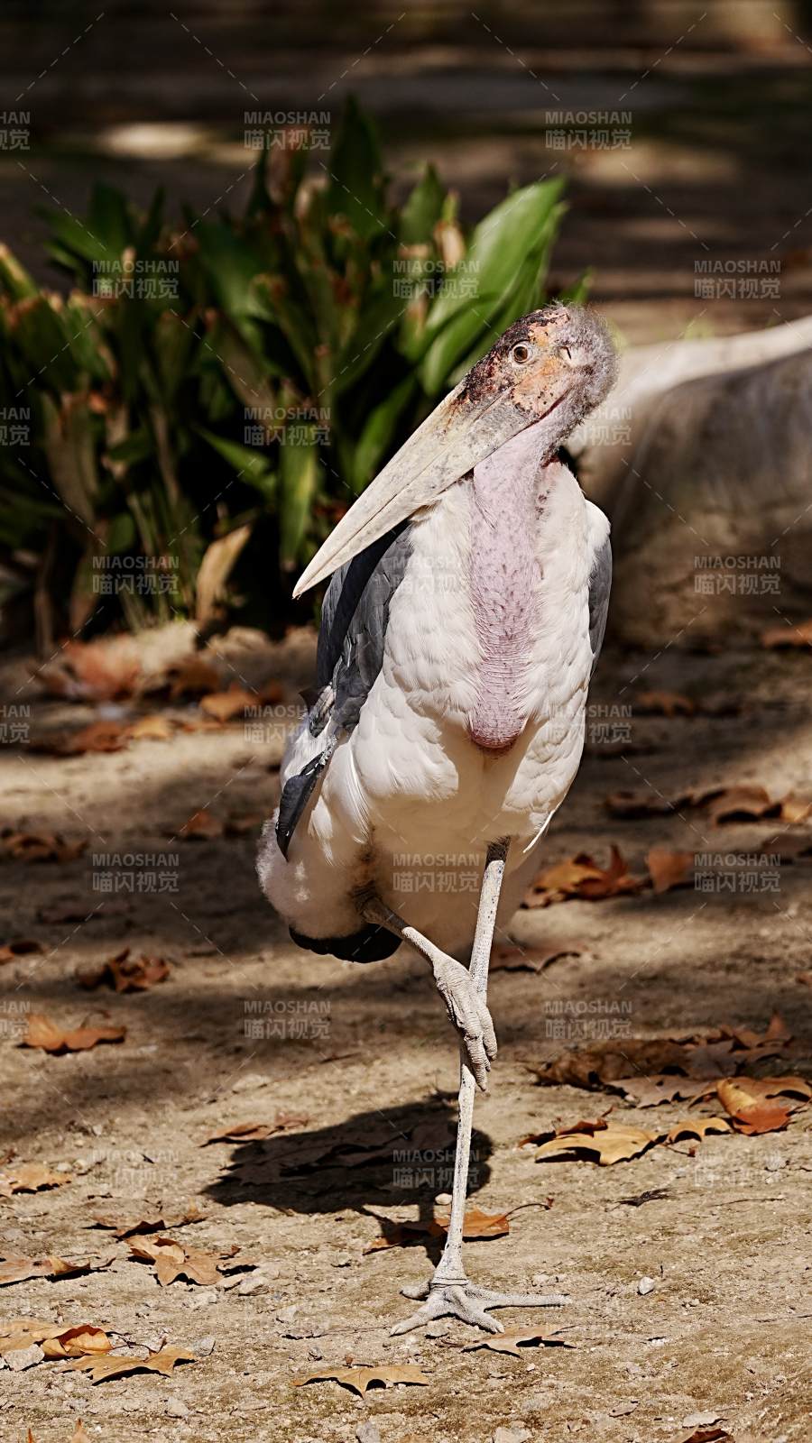 秃鹳站立姿态图片