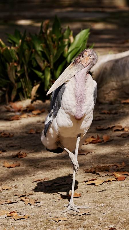 秃鹳站立姿态图片