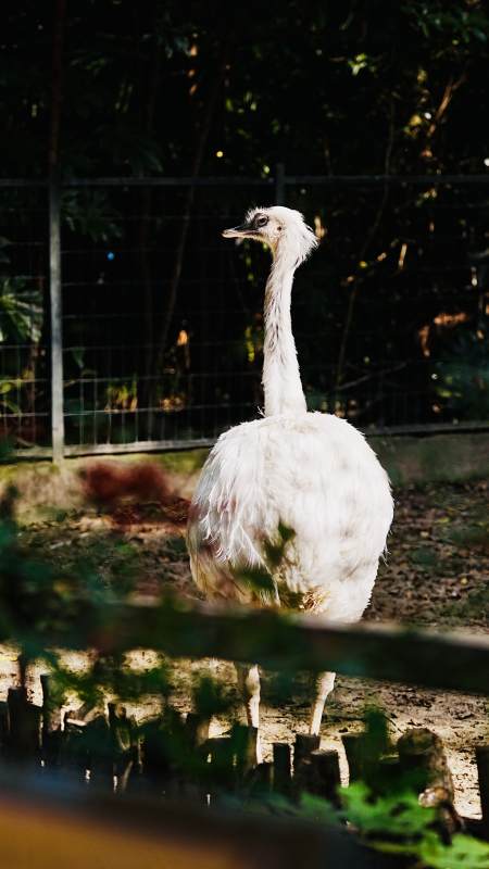 白鸵鸟静立林间图片