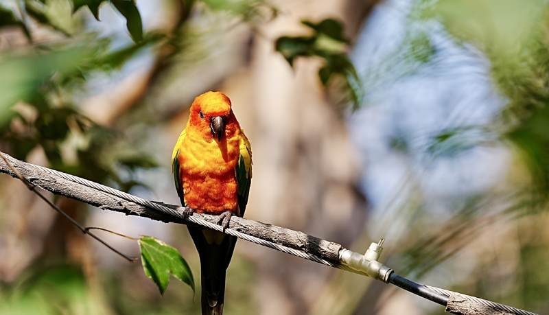 橙色鹦鹉栖枝头图片