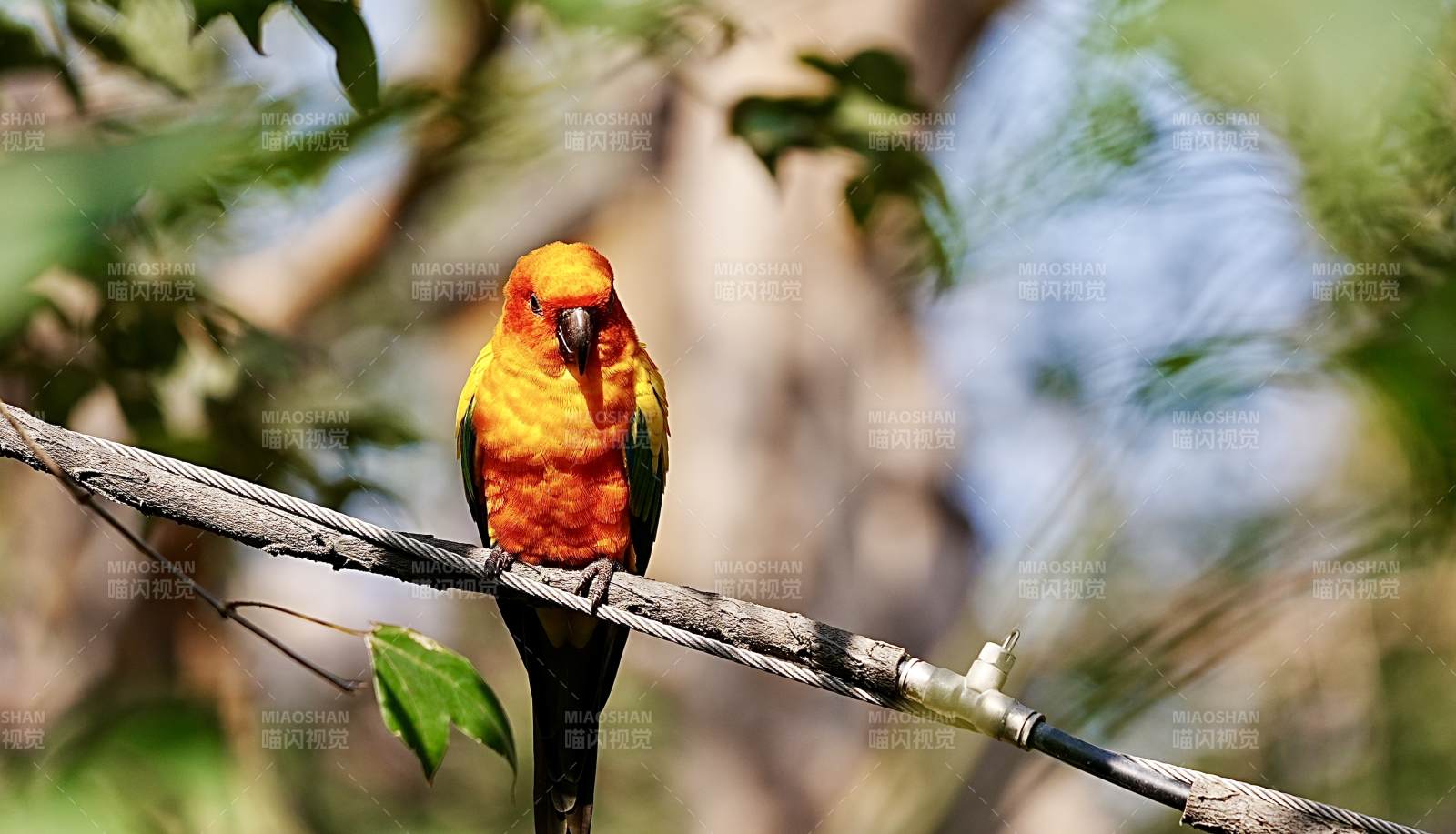 橙色鹦鹉栖枝头图片