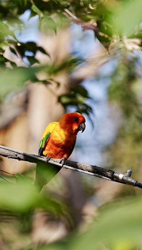 彩鹦栖枝 绿叶掩映图片