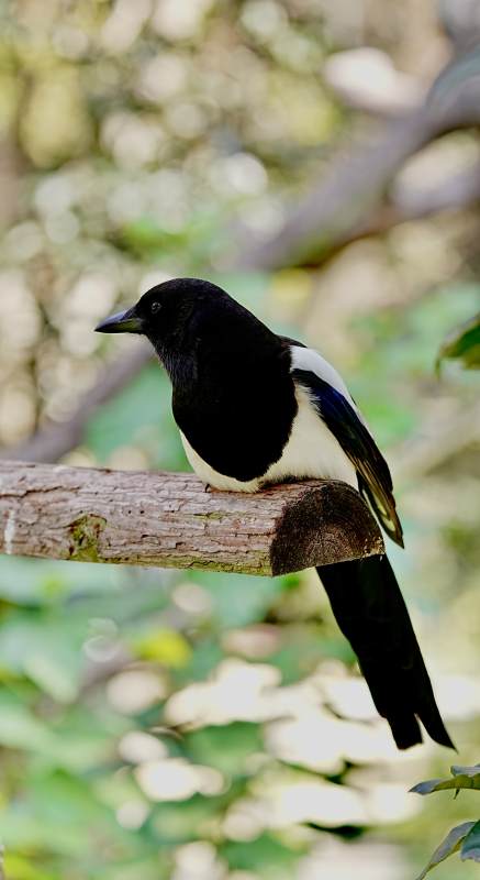 喜鹊栖枝头图片