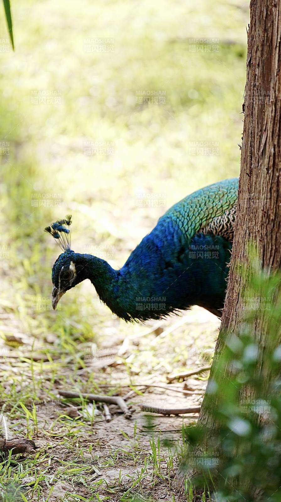 孔雀探头树后图片