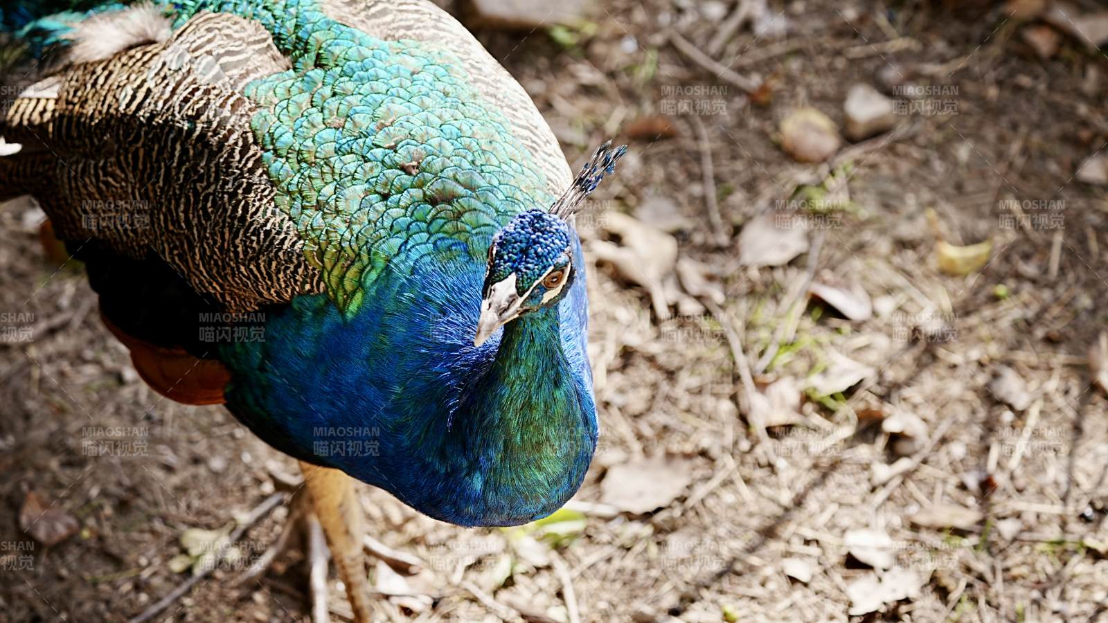 孔雀低头觅食图片
