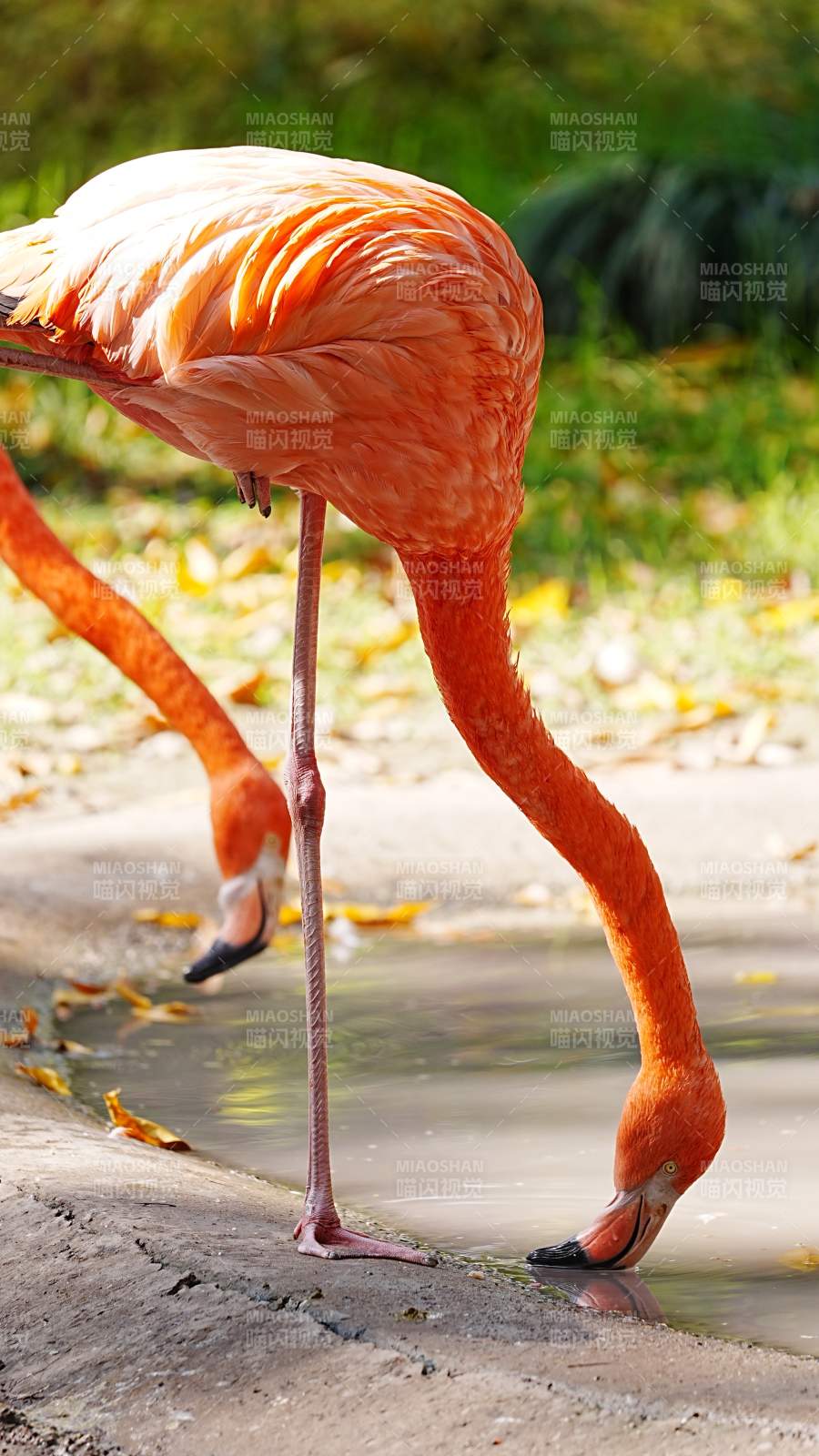 粉红火烈鸟饮水图片