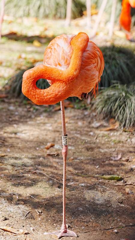 优雅的火烈鸟图片