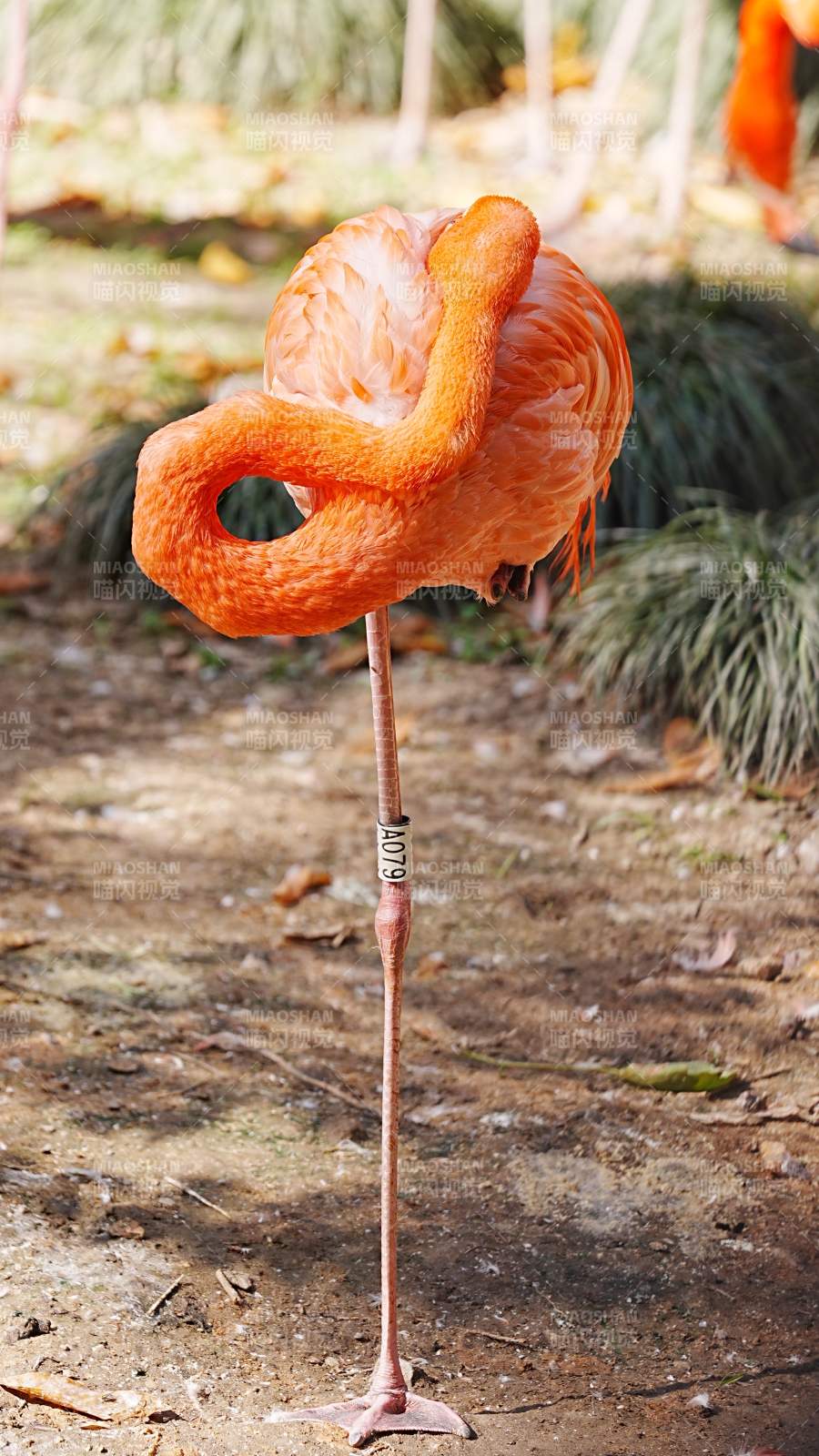 优雅的火烈鸟图片