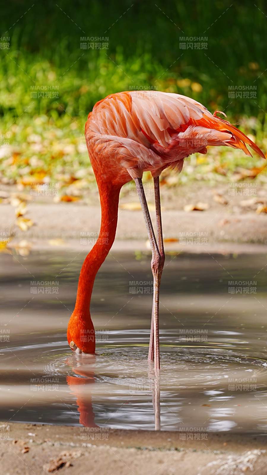粉红火烈鸟饮水图片