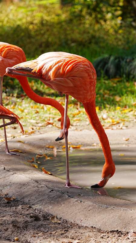 粉红火烈鸟饮水图片