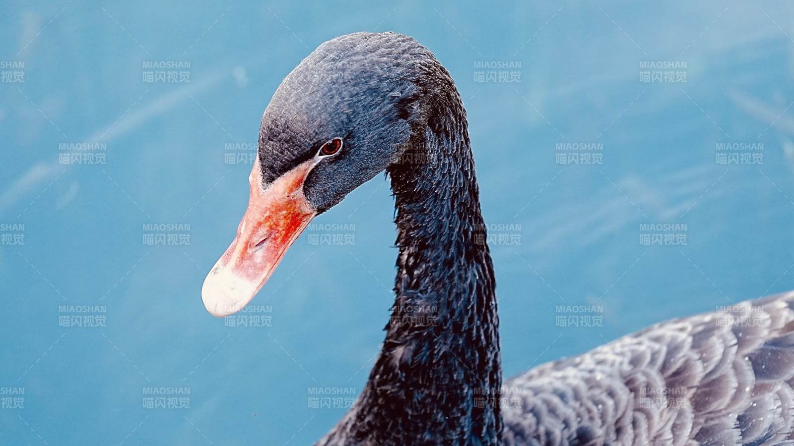 黑天鹅静水凝望图片