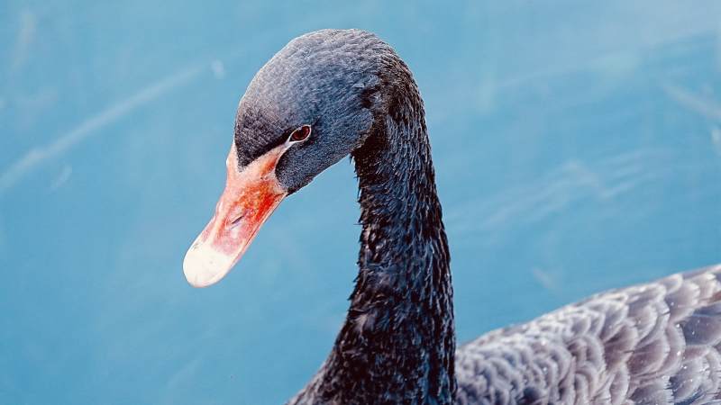 黑天鹅静水凝望图片