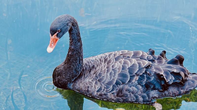 黑天鹅悠游碧水图片