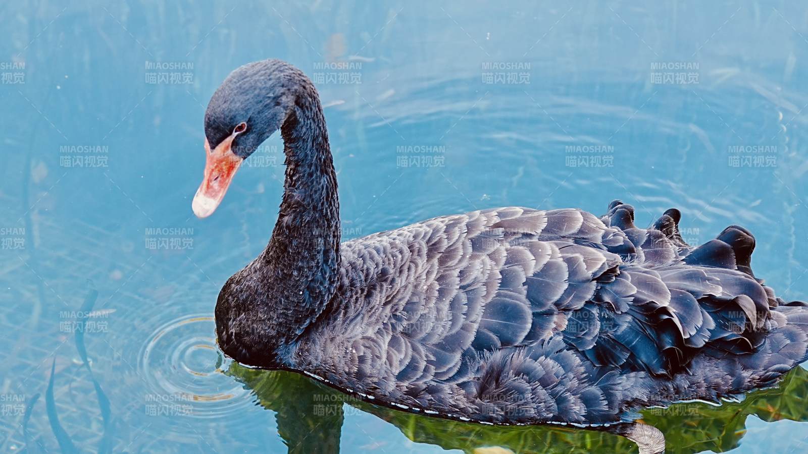 黑天鹅悠游碧水图片