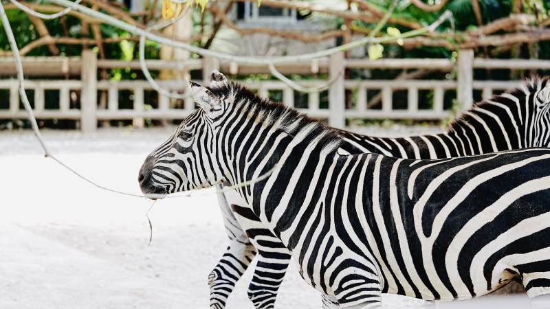 斑马在雪地行走图片