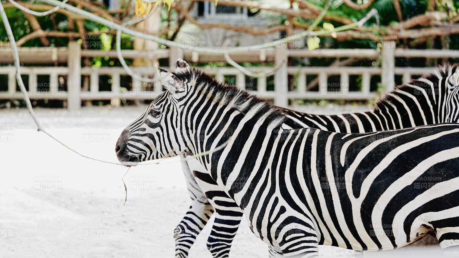 斑马在雪地行走图片