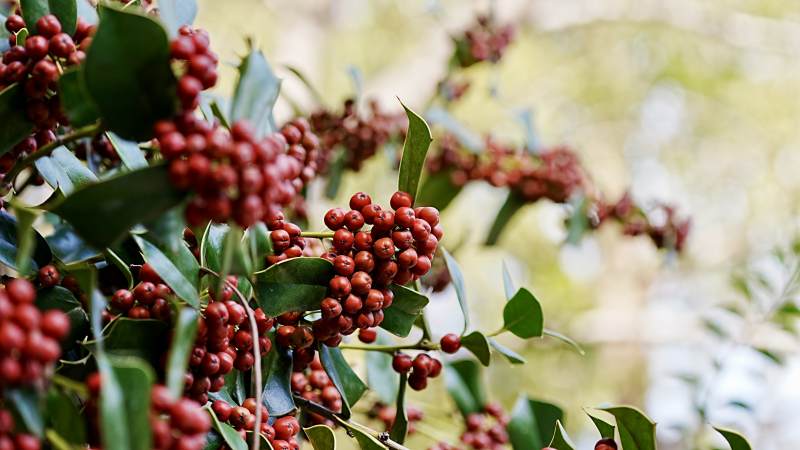 冬青红果枝头挂图片