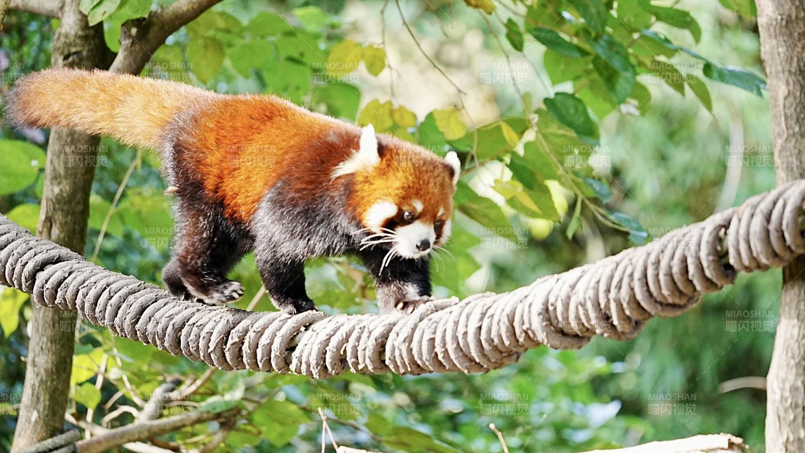 小熊猫攀爬绳索图片